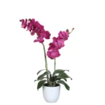 Phalaenopsis ljubicasta in Saksija Tusca bijela