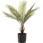 Chamaedorea Dekorativna palma u saksiji plastika