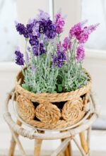 Dekorativna Lavanda u saksiji - Image 2
