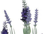 Dekorativna Lavanda u saksiji - Image 3