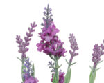 Dekorativna Lavanda u saksiji - Image 4