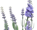 Dekorativna Lavanda u saksiji - Image 5