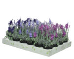 Dekorativna Lavanda u saksiji - Image 6