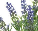 Dekoracija Lavanda purple - Image 3