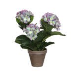 Hydrangea purple Dekorativni cvijet u saksiji