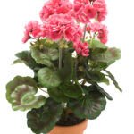 Geranijum Cvijet <br>u saksiji