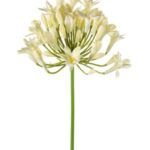 Agapanthus Dekorativni cvijet