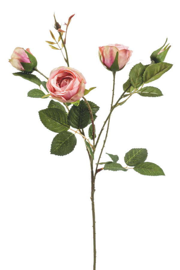 Rose Dekorativni cvijet