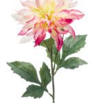 DAHLIA Dekorativni cvijet