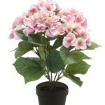 Hortencija dekorativni cvijet <br>u saksiji