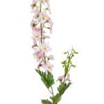 Delphinium Dekorativni cvijet