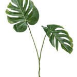 Monstera Dekorativna grana