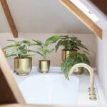 Calatea Dekorativni cvijet <br>u saksiji