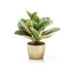 Maranta Dekorativna biljka <br>u saksiji