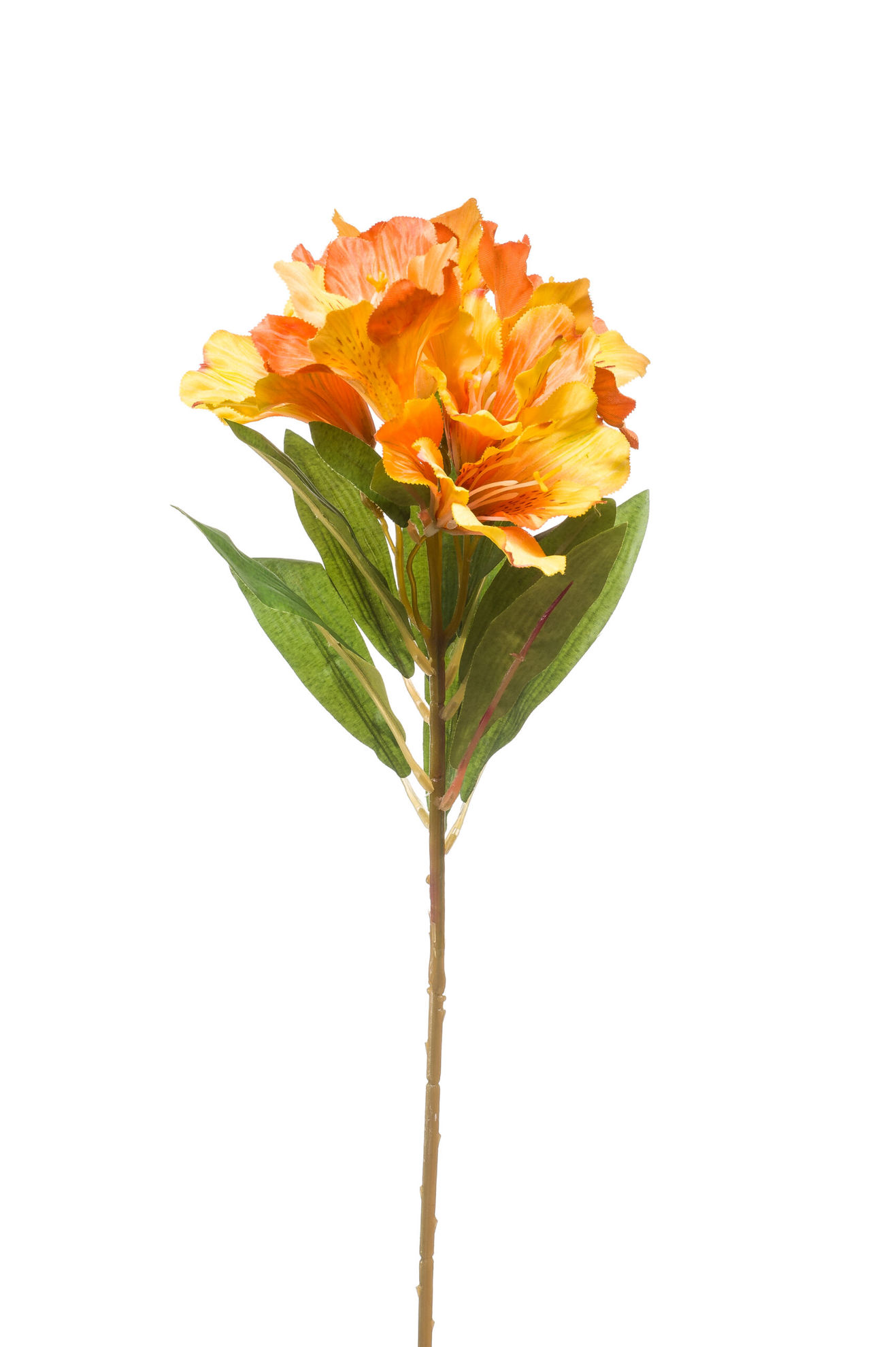 431517 Alstroemeria Dekorativni cvijet - Image 1