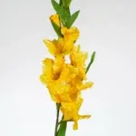 Gladiolus Dekorativni cvijet