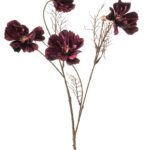 Cosmos Dekorativni cvijet