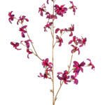 Forsythia Dekorativni cvijet