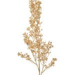 Eucalyptus Dekorativni cvijet