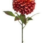 Dahlia Dekorativni cvijet