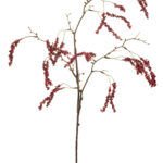 Amaranthus Dekorativni cvijet