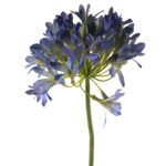 Agapanthus Dekorativni cvijet