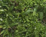 Zeleni zidni panel - Image 2