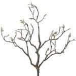 Dekorativna grana magnolia