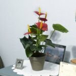 Anthurium Dekorativni cvijet u saksiji - Image 2
