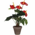 Anthurium Dekorativni cvijet u saksiji - Image 3