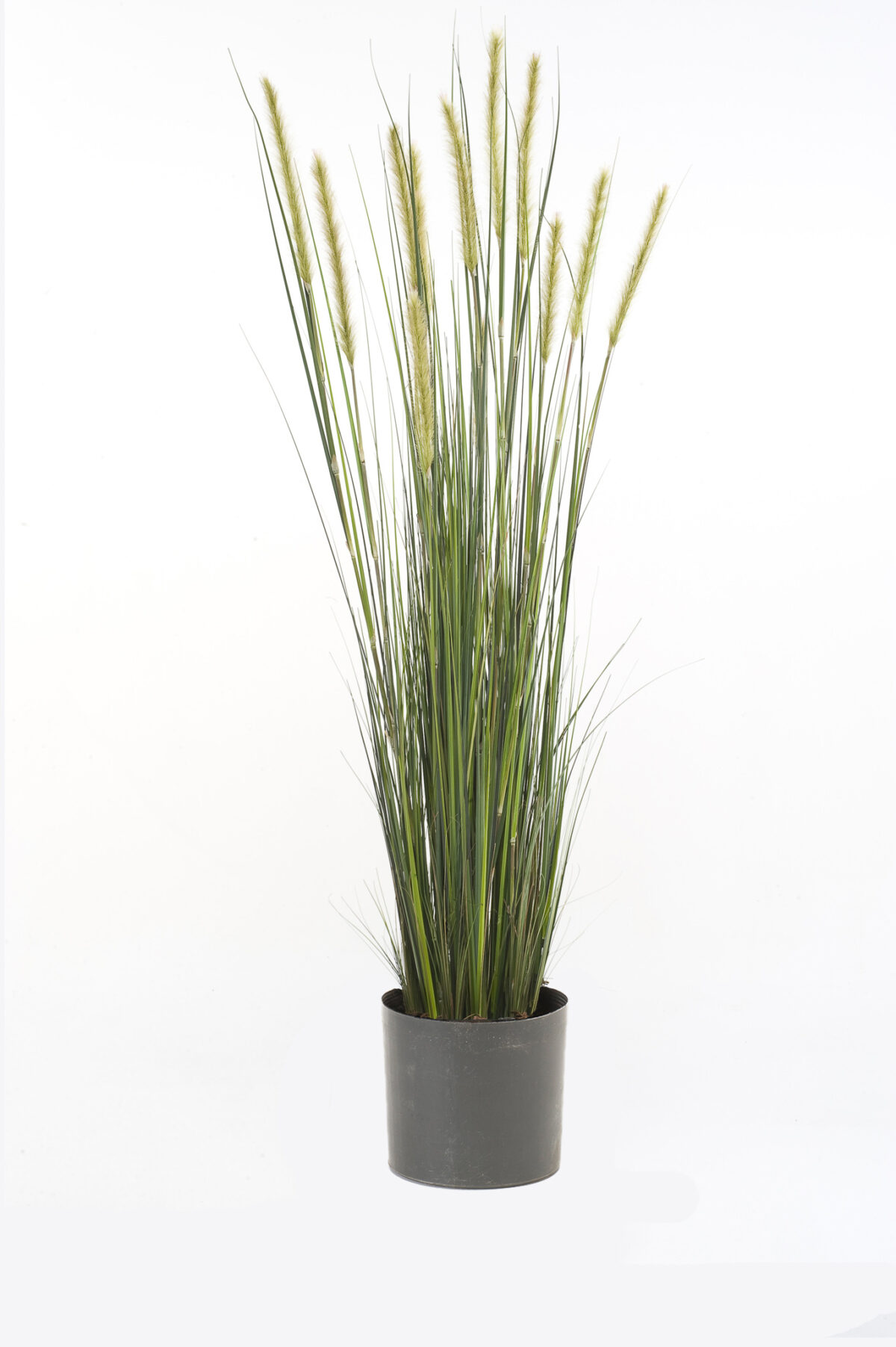 Ukrasna trava foxtail - Image 2