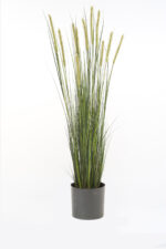 Ukrasna trava foxtail - Image 2